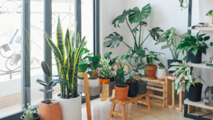 10 Best Indoor Plants to Refresh Your Home Naturally