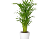 Palm Plant