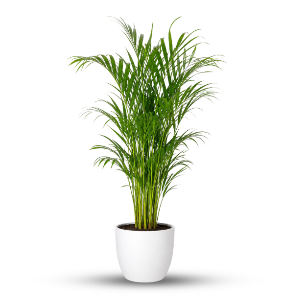 Palm Plant