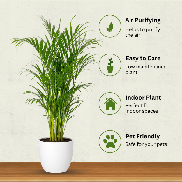 Palm Plant - Image 3