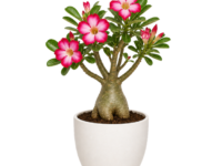 Adenium