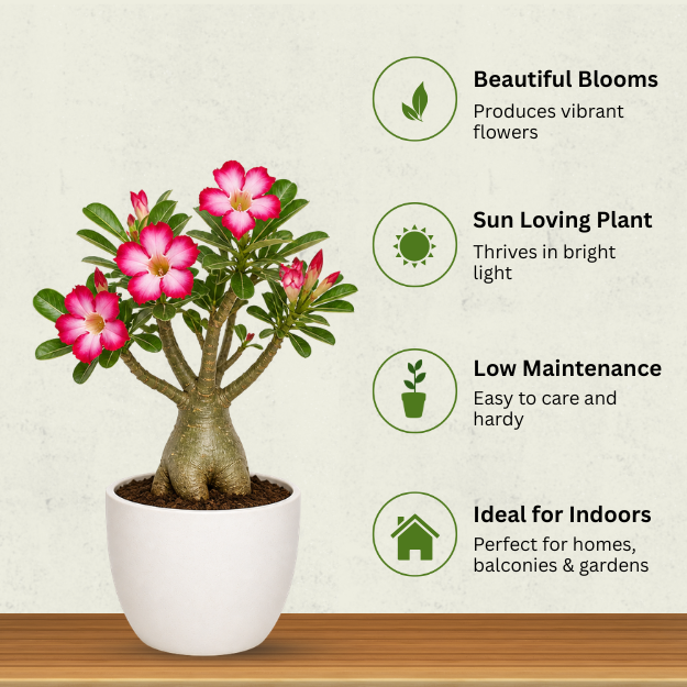 Adenium - Image 3