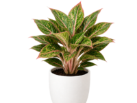 Aglaonema