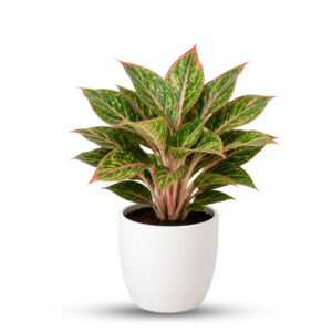 Aglaonema
