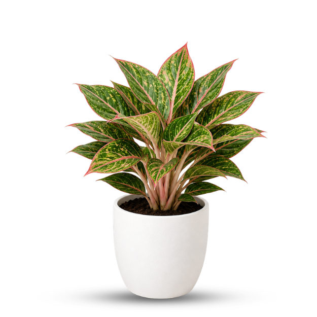 Aglaonema