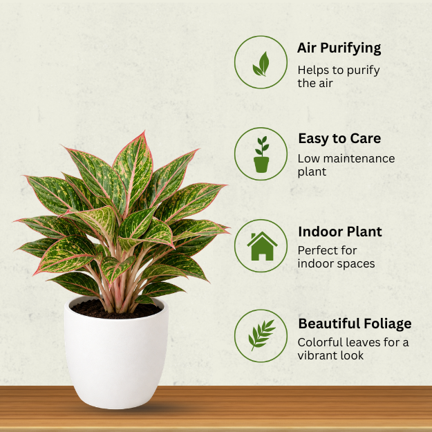 Aglaonema - Image 3