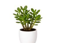 Crassula Plant