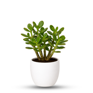 Crassula Plant