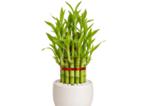 Lucky Bamboo