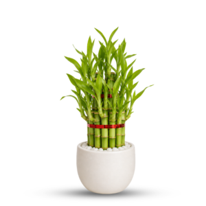 Lucky Bamboo