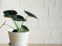 EcoRidge Pot