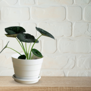EcoRidge Pot