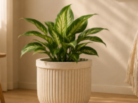 Urban Rib Pot