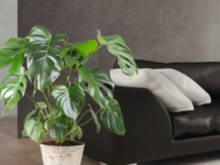 EcoSquare Pot