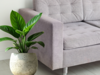 EcoCurve Pot