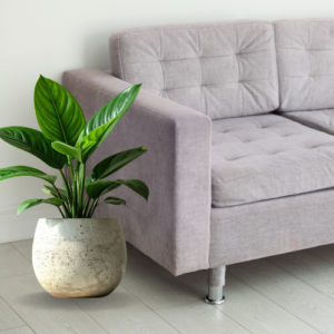 EcoCurve Pot
