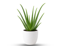 Aloe Vera Plant