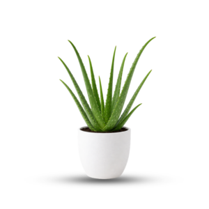Aloe Vera Plant