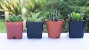 Low Maintenance Plants Perfect for Busy People