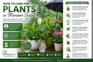 plant care in monsoon